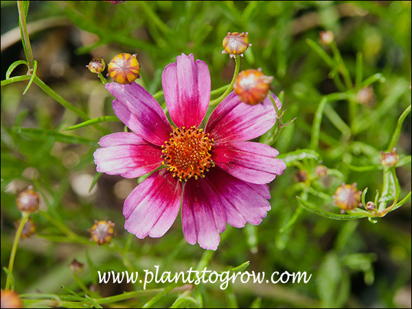 Coreopsis Heavens Gate (Coreopsis rosea)